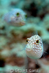 White spotted tobys, a common fish on the Hawaiian reef. ... by Stuart Ganz 